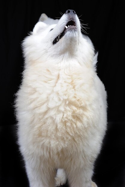 Foto due cani samoyed pelosi