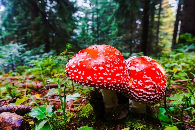 Two fly agaric mushrooms standing close to each other