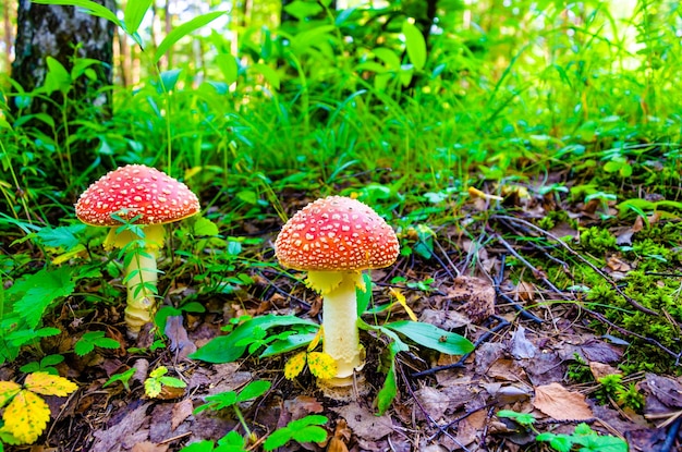 여름에 숲에서 두 마리의 파리 agarics.