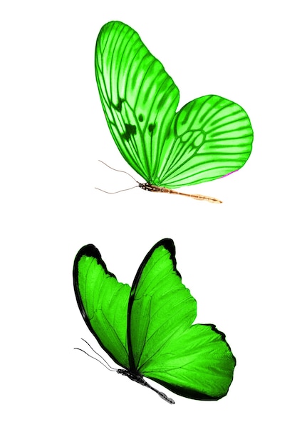 Photo two flying green butterflies isolated on a white background. tropical insects. high quality photo