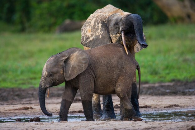 Two forest elephants are drinking water from a source of water 