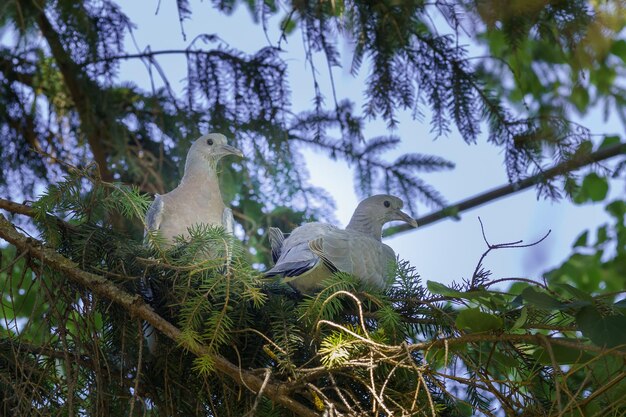 Photo two forest pigeons doves in spruce