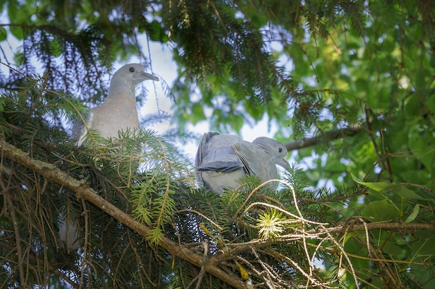 Photo two forest pigeons doves in spruce