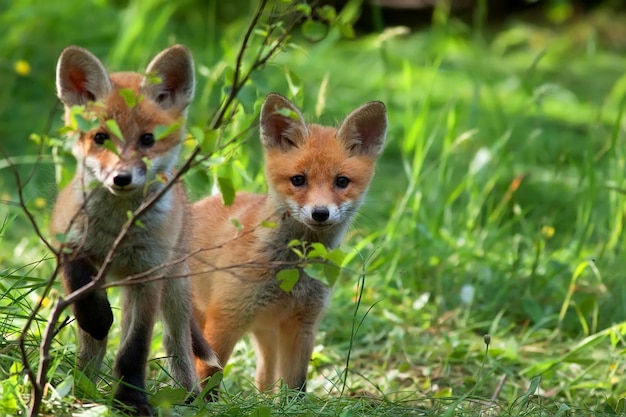 Two foxes are standing in the grass and one is looking at the camera.
