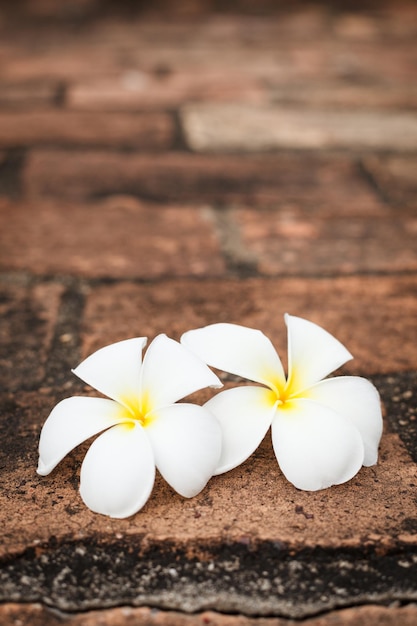 Two frangipani plumeria flowers