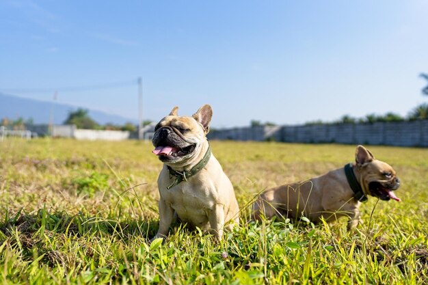 Two french bulldogs in a field