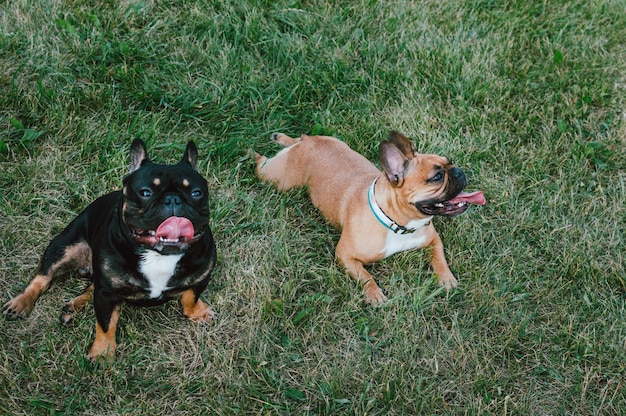 Two French Bulldogs lie on the green grass side by side Portrait of two dogs