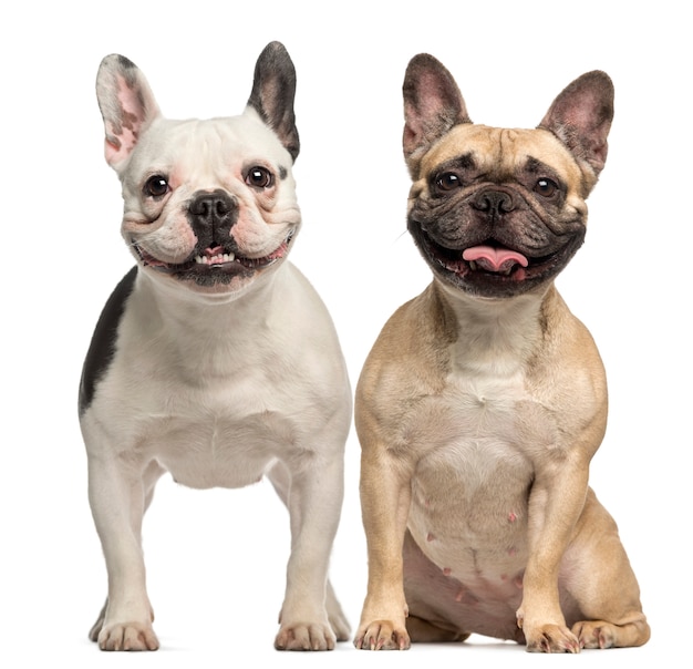 Two French Bulldogs, sitting and panting, isolated