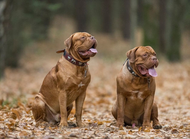 Two French Mastiff are playing in the autumn park.