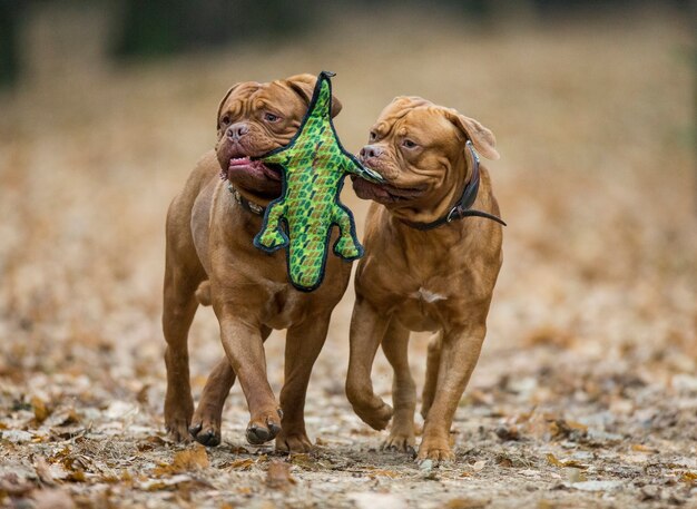 Two French Mastiff are playing in the autumn park.