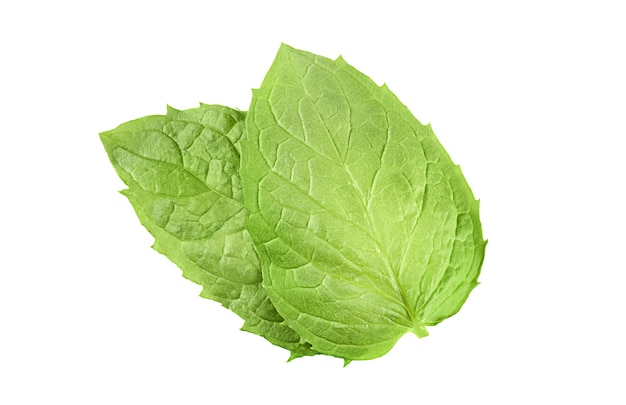 Two fresh mint leaves on isolated white surface