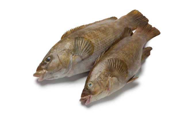 색 배경 에 두 마리 의 신선 한 갈색 래스 물고기 들 이 분리 되어 있다