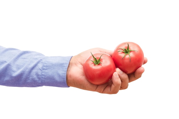 Two fresh tomatoes in hand isolated on white background The concept of cooking