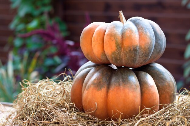 Two fresh whole pumpkins laying on hay