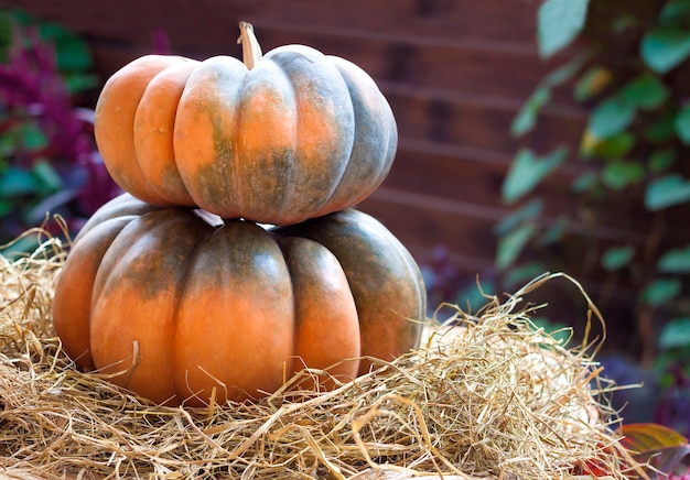 Two fresh whole pumpkins laying on hay