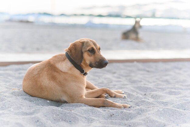 フレンドリーな2匹の犬が、青い海の近くの熱帯の砂浜でリラックスします。