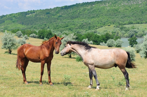 Foto due cavalli amichevoli