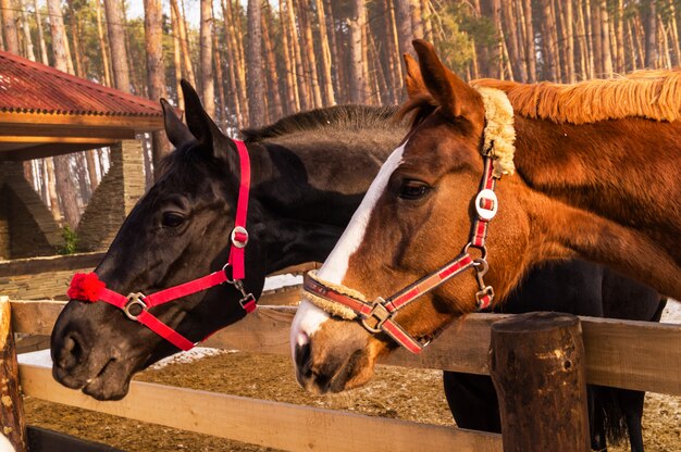 2つのフレンドリーな素敵な馬の冬の屋外。