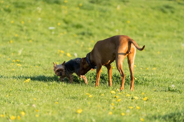 Photo two friends a big and a small dog walk together on a green meadow during an afternoon walk