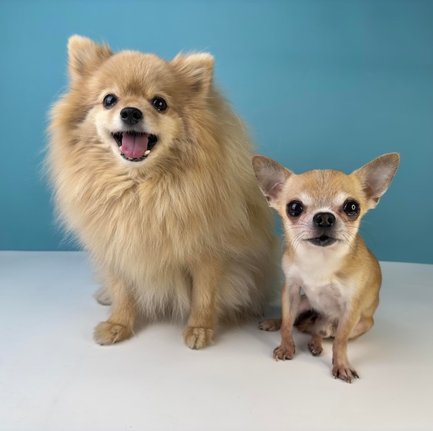 Two friends cute dogs happy puppies Pomeranian Spitz dog and little small Chihuahua