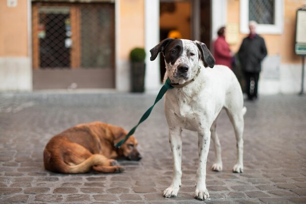 1 つのひもにつながれた 2 匹の友人の犬