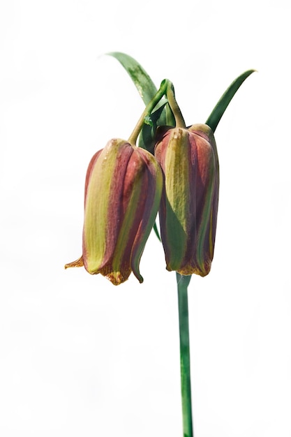 Two Fritillarias flowers of the