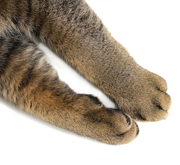 Two front paws of an adult gray shorthair cat of the Scottish Straight breed on a white background