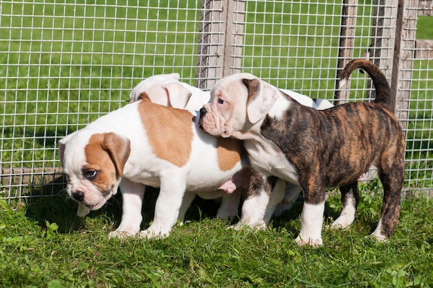 Two funny American Bulldog puppies are playing