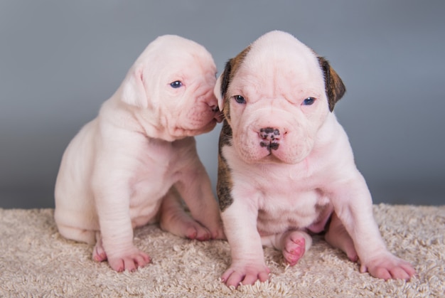 Two funny American Bulldog puppies dogs on gray background