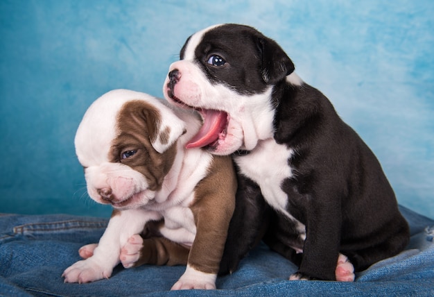 Two funny American Bullies puppies chocolate brown and black color on blue jeans background