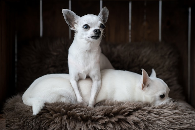 犬小屋のカーペットの上に横たわる2つの面白いチワワ子犬