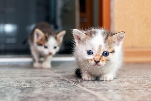 우스꽝스러운 귀여운 고양이 두 마리가 바닥에 있는 방에 앉아 있다