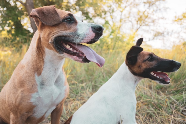 Две веселые собаки на открытом воздухе. Стаффордширский терьер и гладкошерстный щенок фокстерьера сидят в траве в летний день