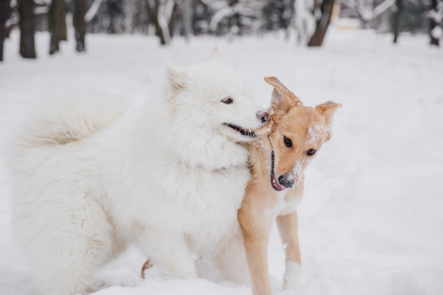 Due cani divertenti che giocano sulla neve in una foresta. cani giocosi