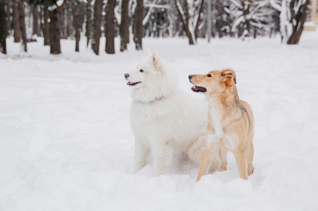 Due cani divertenti che si siedono sulla neve in una foresta