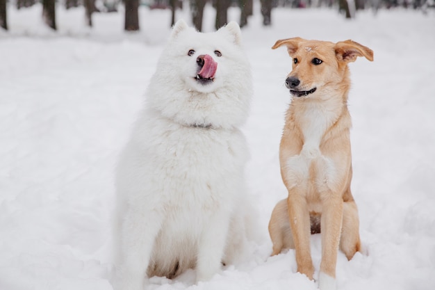 森の中の雪の上に座っている2つの面白い犬