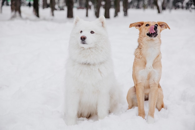 Two funny dogs sitting on the snow in the forest