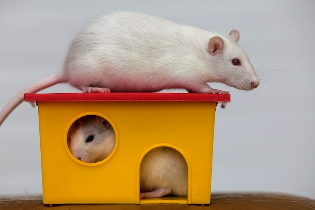 Two funny domestic pet rats and a toy house.