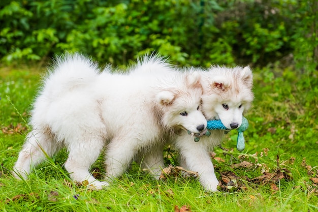 Two Funny fluffy white Samoyed puppies dogs are playing with toy on the green grass