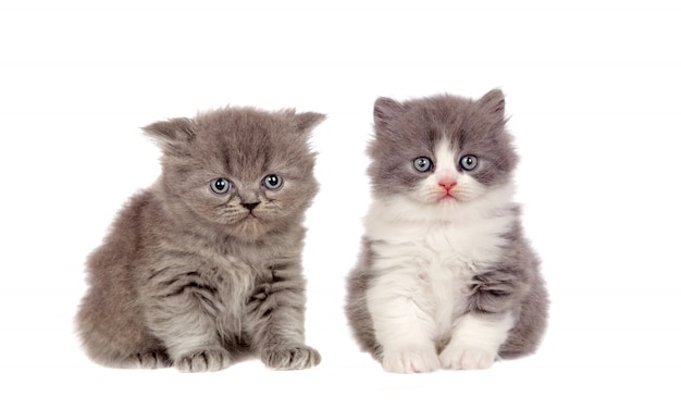 Two funny grey cats lookin up at camera