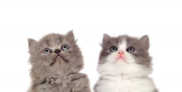 Two funny grey cats lookin up isolated on a white background