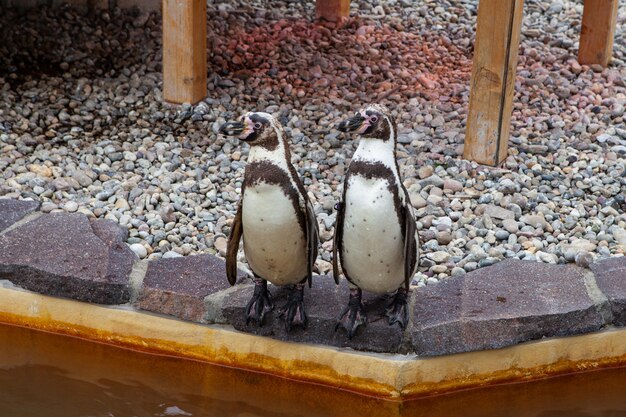 Two funny penguins stand on a stone by the water in a zoo and look in different directions.