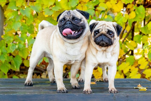 Two funny pugs stand on a bench in an autumn park