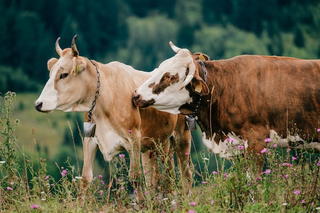 Two funny spotted cows playing in highland