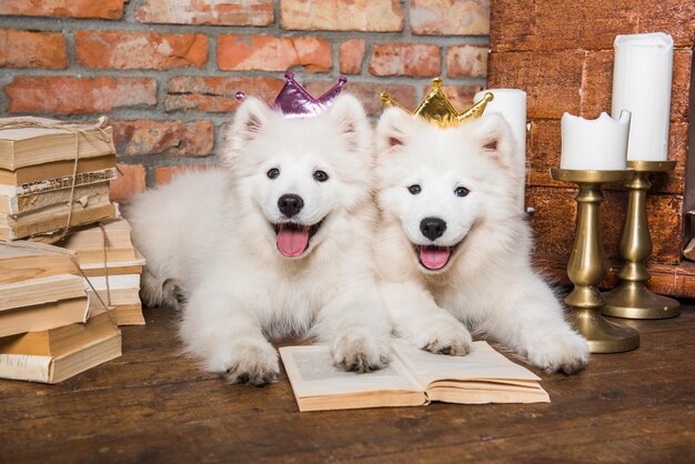 Due divertenti cuccioli di samoyed bianchi e soffici con un libro