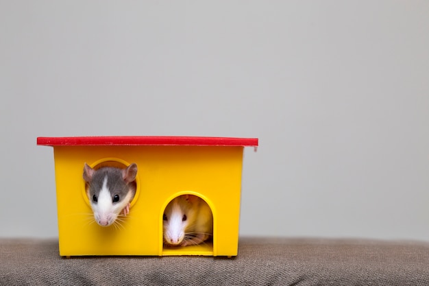 Two funny white and gray tame curious mouses hamsters with shiny eyes looking from bright yellow cage window. Keeping pet friends at home, care and love to animals concept.