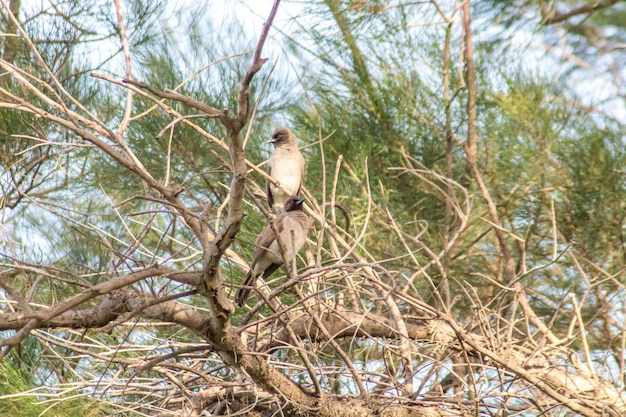 Two Garden Bulbuls on a Tree Branch