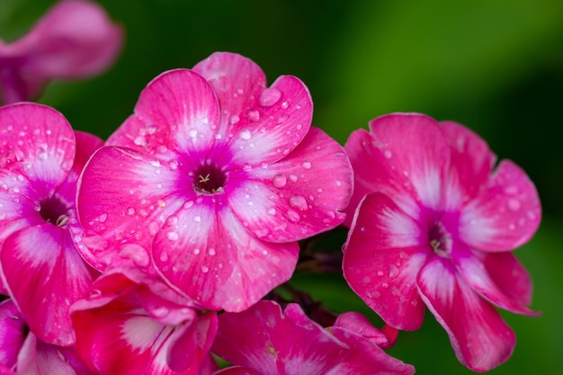 두 개의 정원 phloxes 매크로 사진 녹색 배경에 핑크 정원 꽃