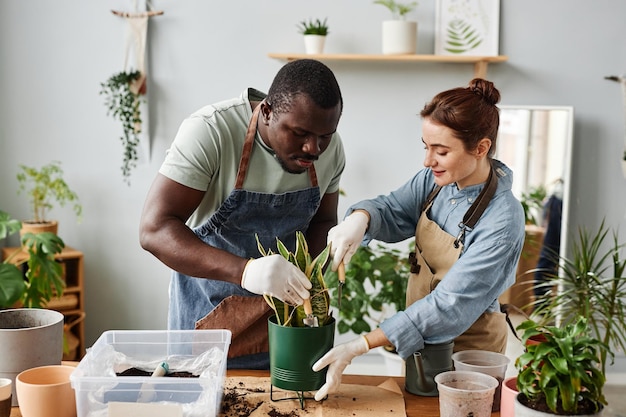 Two gardeners repotting plants indoors together at wooden table