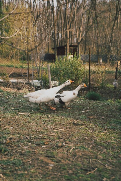 Two geese are walking around the paddock